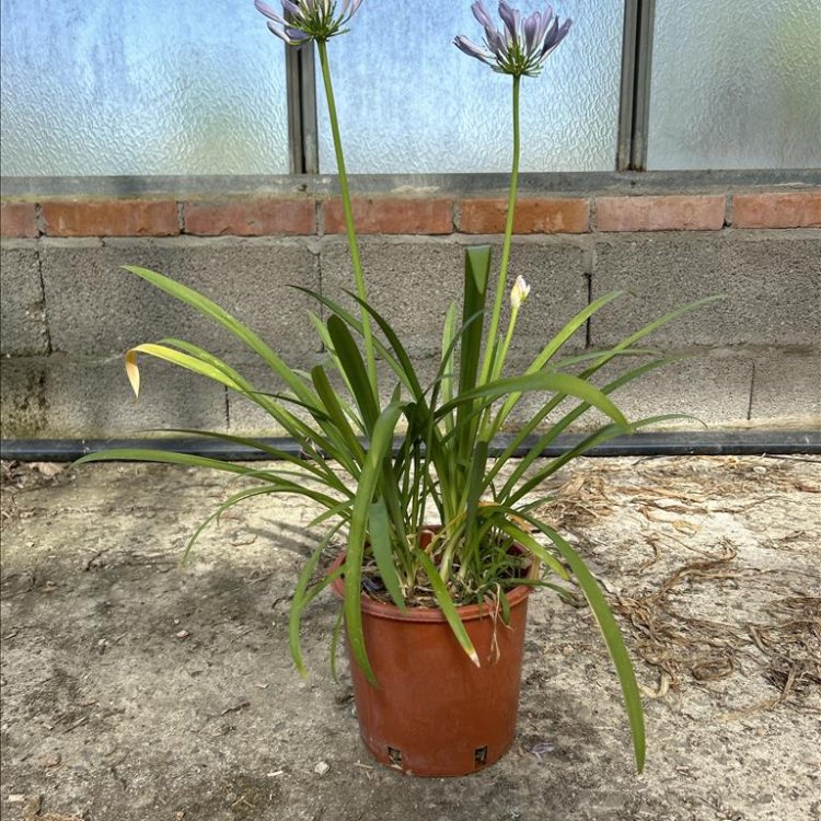 Kalokvet modrý (Agapanthus umbellatus) ´BLUE´ - výška 30-40 cm, kont. C3L
